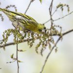 2018年に宮城県で撮影したマヒワです