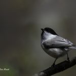 2017年に出会ったコゲラです