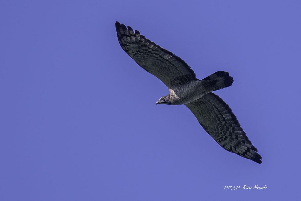 2017年、宮城県で出会ったハチクマです