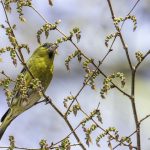 2018年に宮城県で撮影したマヒワです