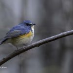 2018年、宮城県で撮影したルリビタキです