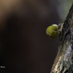 2018年、宮城県で撮影したメジロです