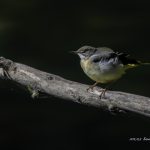 2018年に宮城県で出会ったキセキレイです