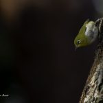 2018年、宮城県で撮影したメジロです