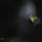 2018年、宮城県で撮影したメジロです