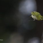 2018年、宮城県で撮影したメジロです