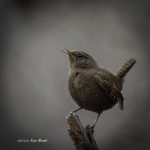 2017年、宮城県で撮れたミソサザイです。