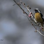 2018年に出会ったジョウビタキです