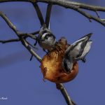 2018年に宮城県で出会ったエナガです