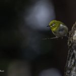 2018年、宮城県で撮影したメジロです