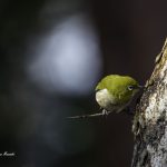 2018年、宮城県で撮影したメジロです