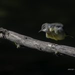 2018年に宮城県で出会ったキセキレイです