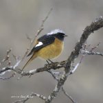 2017年、宮城県で出会ったジョウビタキです