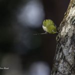 2018年、宮城県で撮影したメジロです