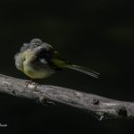 2018年に宮城県で出会ったキセキレイです