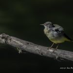 2018年に宮城県で出会ったキセキレイです