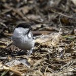 2018年に宮城県で撮影したコガラです