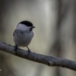 2018年に宮城県で撮影したコガラです