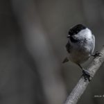 2018年に宮城県で撮影したコガラです
