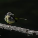 2018年に宮城県で出会ったキセキレイです