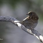 2018年に宮城県で撮影したカヤクグリです