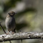 2018年に宮城県で撮影したカヤクグリです
