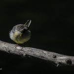 2018年に宮城県で出会ったキセキレイです