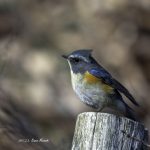 2017年、宮城県で出会ったルリビタキです