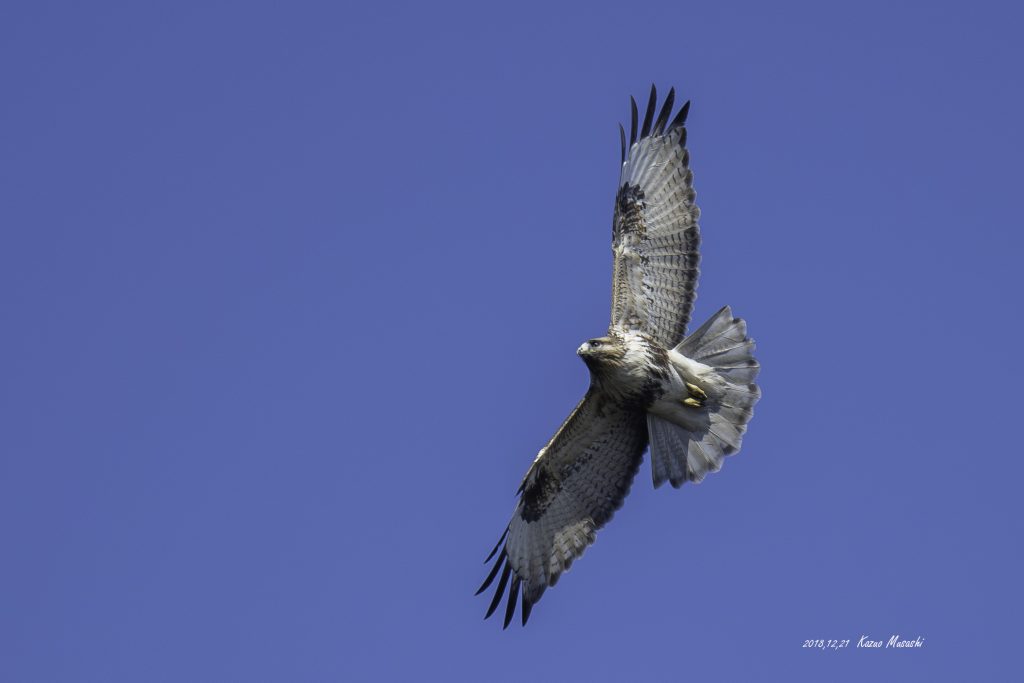 2018年に撮影した宮城のノスリです