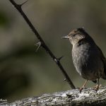 2018年に宮城県で撮影したカヤクグリです