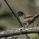 2018年に宮城県で撮影したカヤクグリです