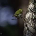 2018年、宮城県で撮影したメジロです