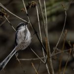 2018年に宮城県で出会ったエナガです