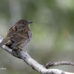 2018年に宮城県で撮影したカヤクグリです