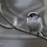 2018年に宮城県で出会ったエナガです