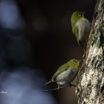 2018年、宮城県で撮影したメジロです