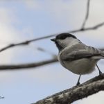 2018年に宮城県で撮影したコガラです
