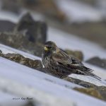 2017年、宮城県で出会ったハギマシコです