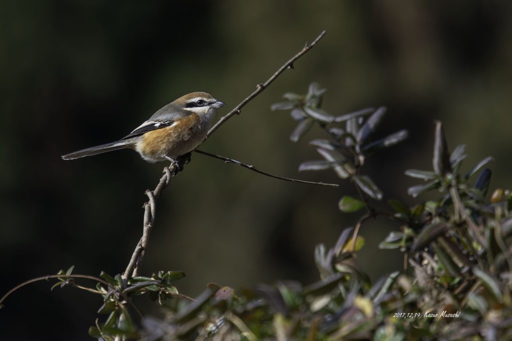 2017年、宮城県で出会ったモズです