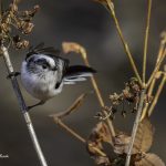 2018年に宮城県で出会ったエナガです