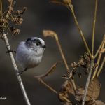 2018年に宮城県で出会ったエナガです