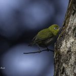 2018年、宮城県で撮影したメジロです