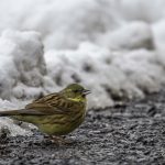 2018年に、宮城県で撮影したアオジです