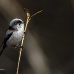 2018年に宮城県で出会ったエナガです