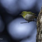 2018年、宮城県で撮影したメジロです