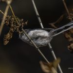 2018年に宮城県で出会ったエナガです