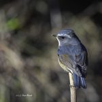 2017年、宮城県で出会ったルリビタキです