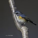 2017年、宮城県で出会ったルリビタキです