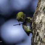 2018年、宮城県で撮影したメジロです