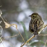 2018年に、宮城県で撮影したアオジです